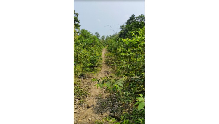 Bán 20.000m2 rừng sản xuất tại Yên Lập, Cao Phong, Hoà Bình giá nhỉnh 300tr